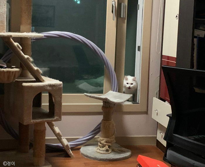 노트펫