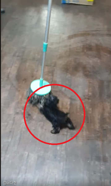 노트펫
