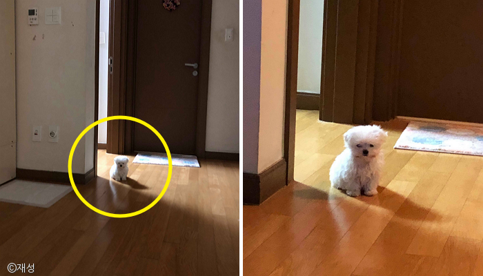 노트펫