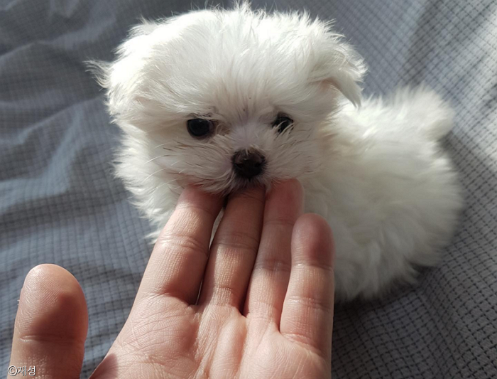 노트펫
