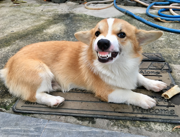 노트펫
