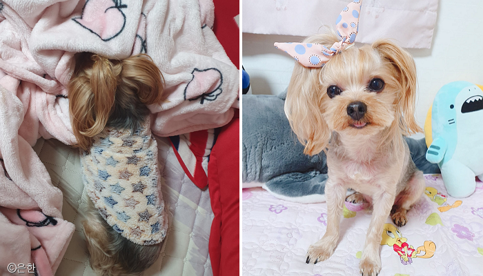 노트펫