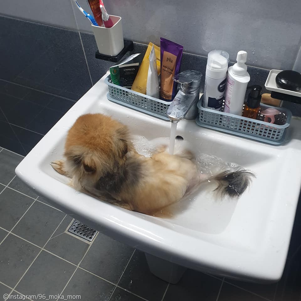 노트펫