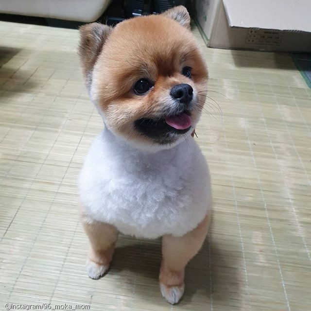 노트펫