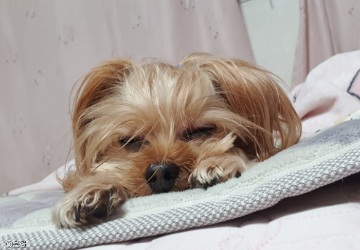 노트펫