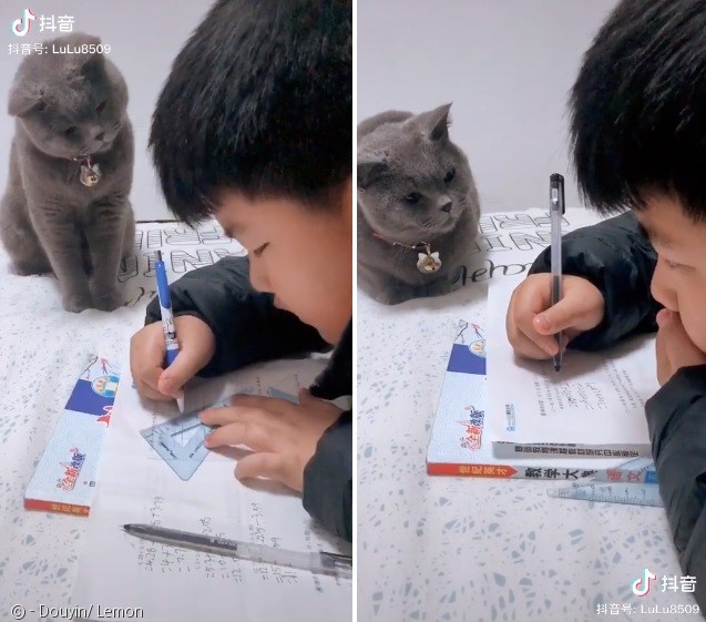 노트펫