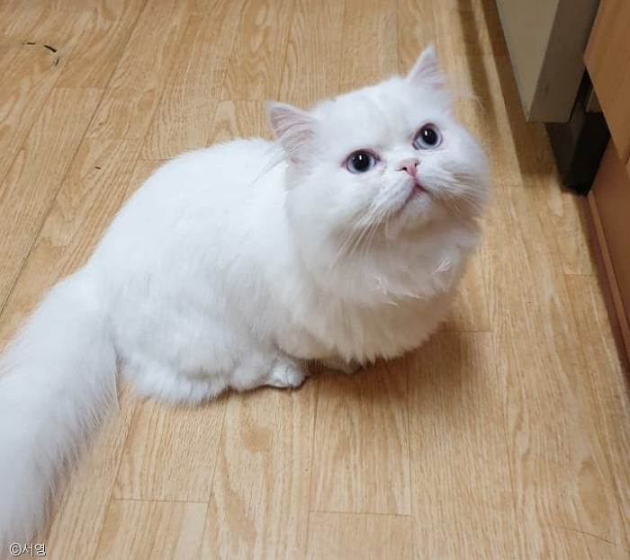 노트펫