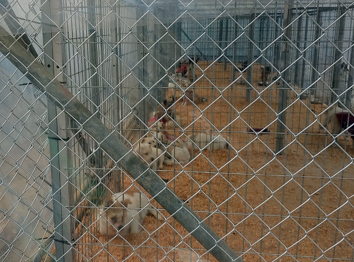 노트펫