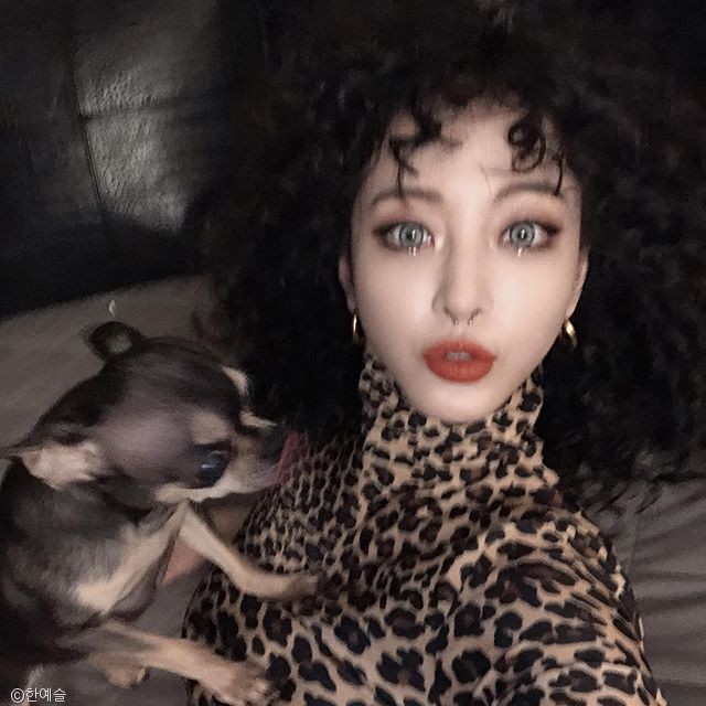 노트펫