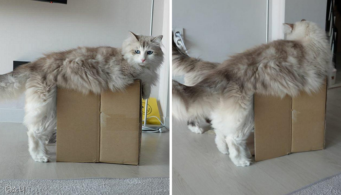 노트펫