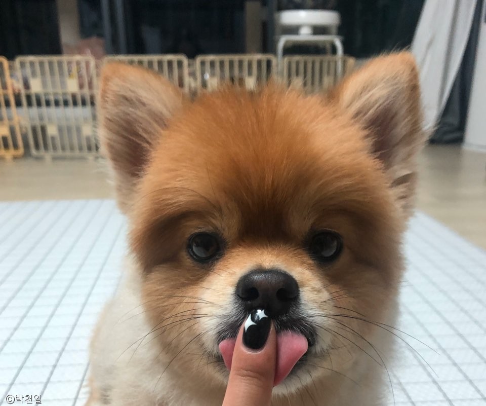 노트펫