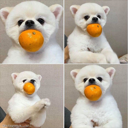 노트펫