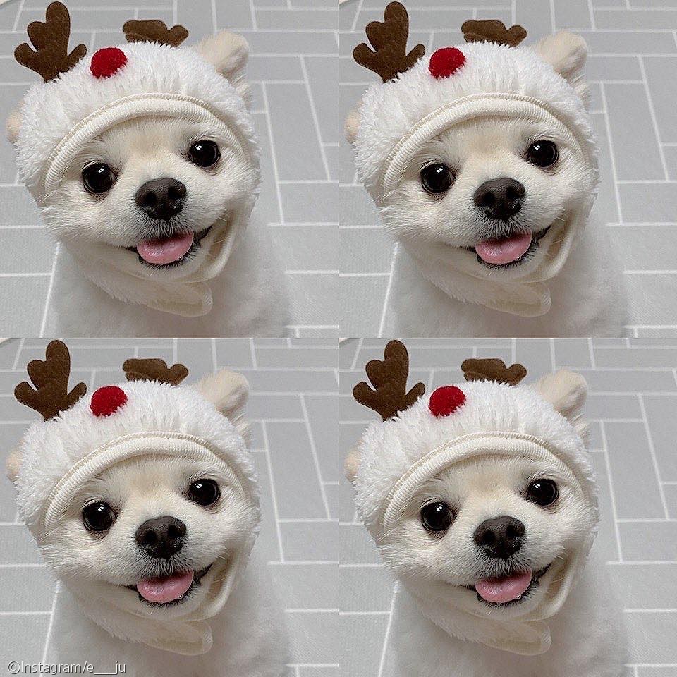 노트펫