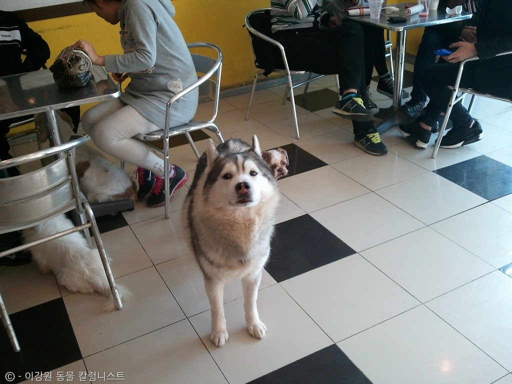 노트펫