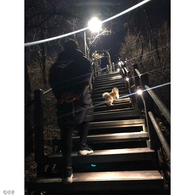 노트펫
