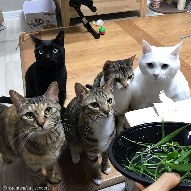 노트펫