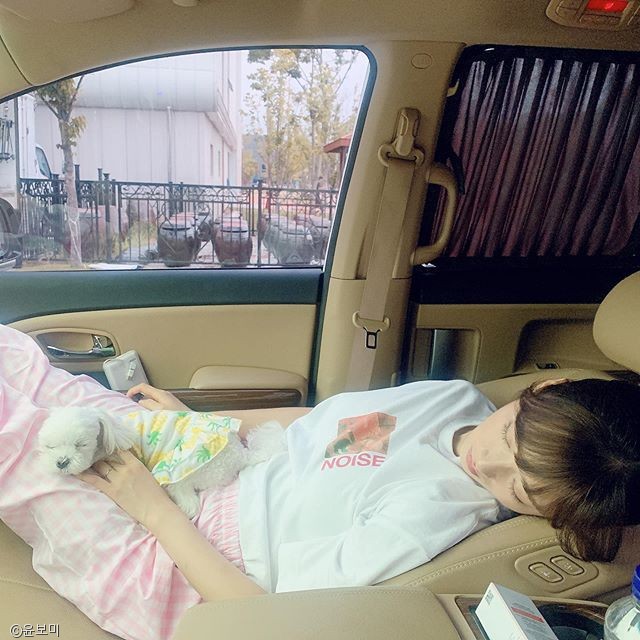 노트펫