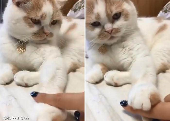 노트펫