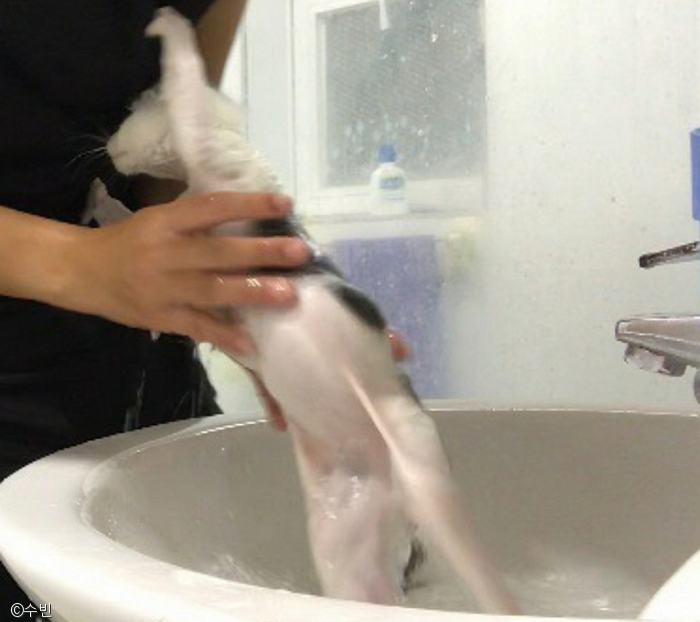 노트펫