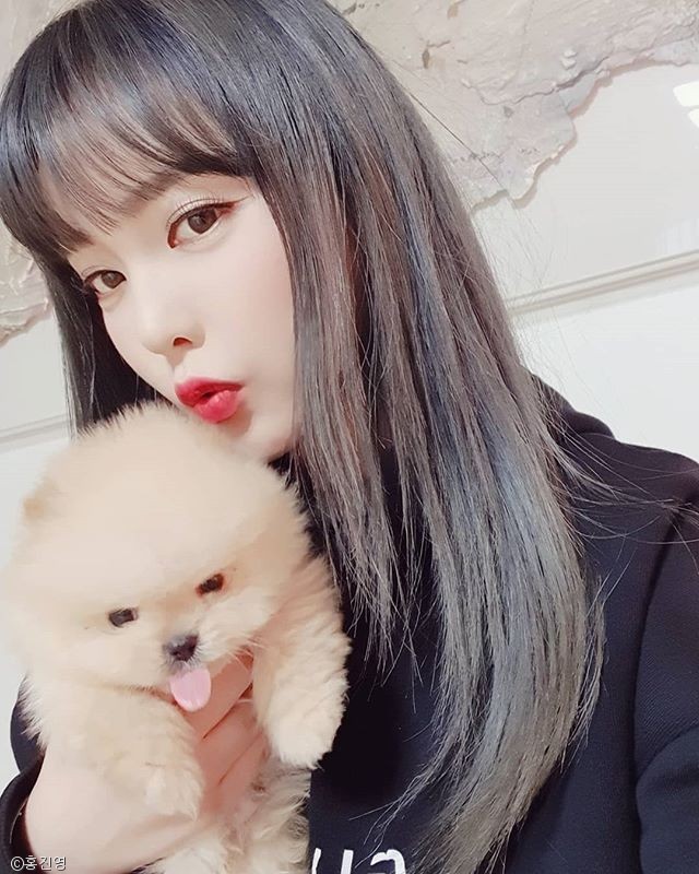 노트펫