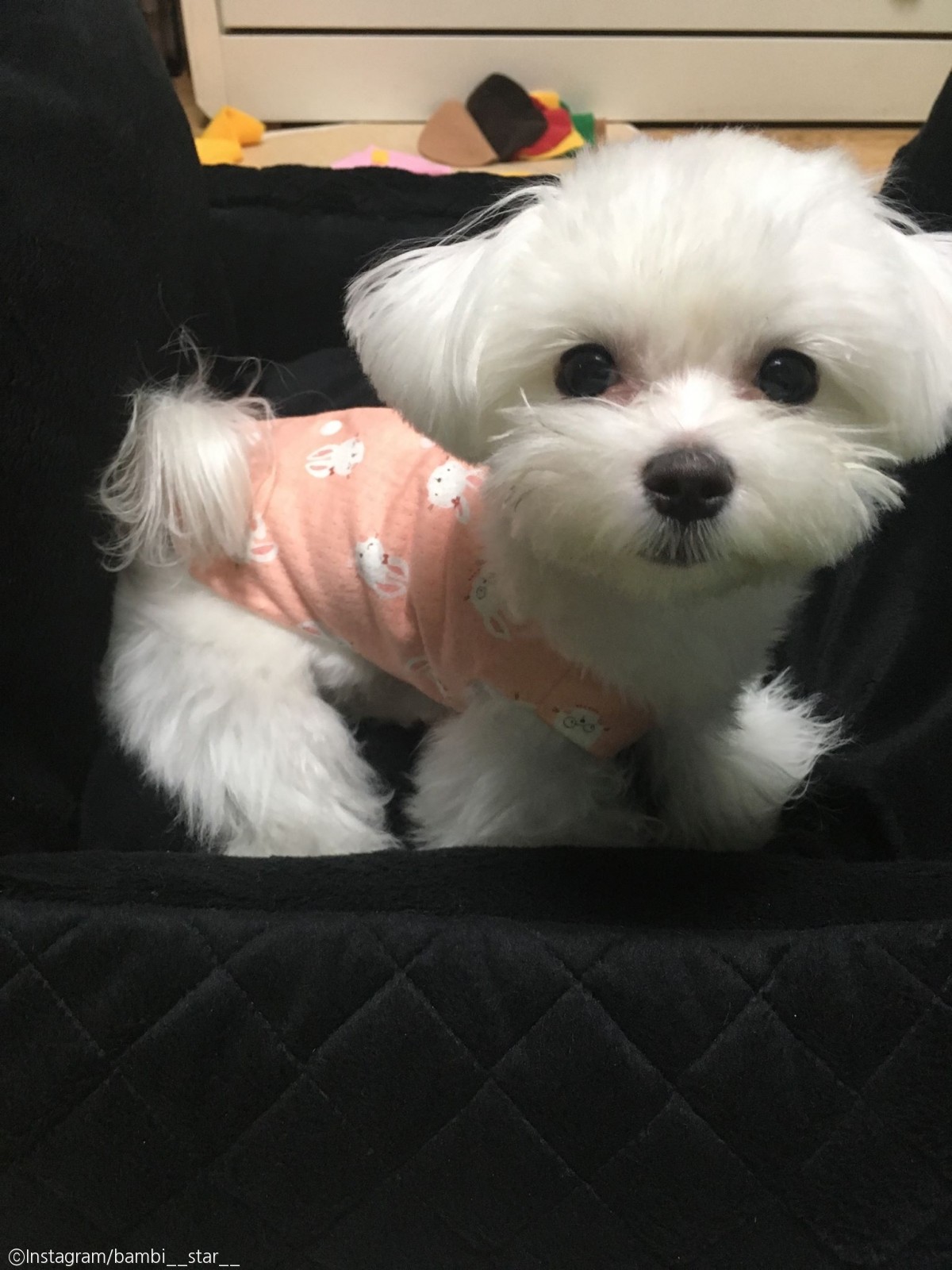 노트펫
