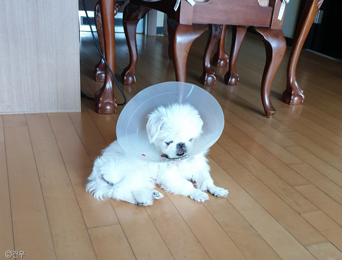 노트펫