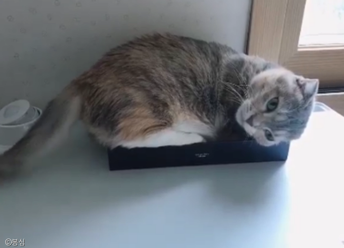 노트펫