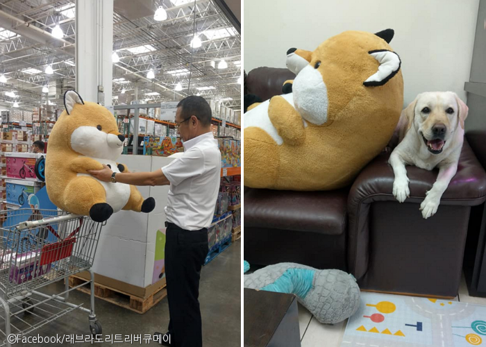 노트펫