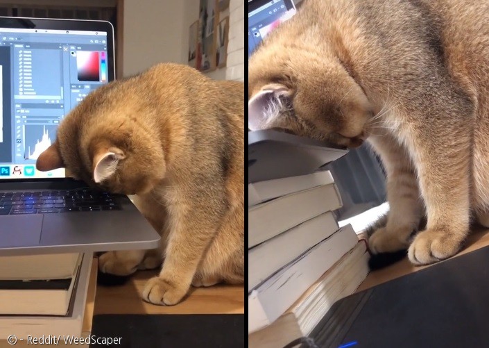 노트펫