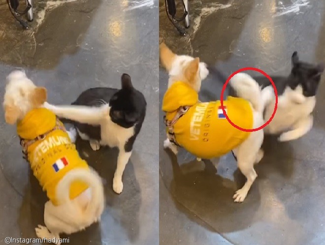 노트펫