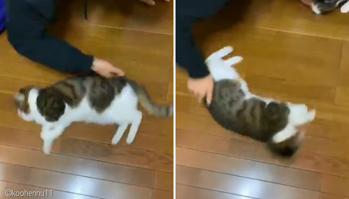 노트펫