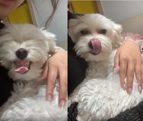 노트펫