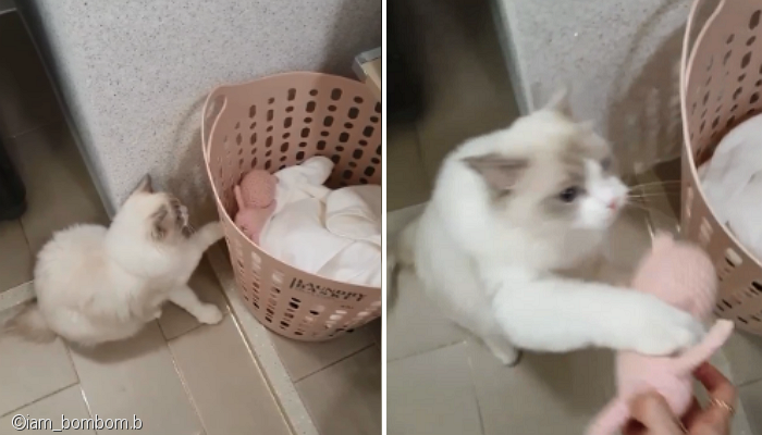 노트펫