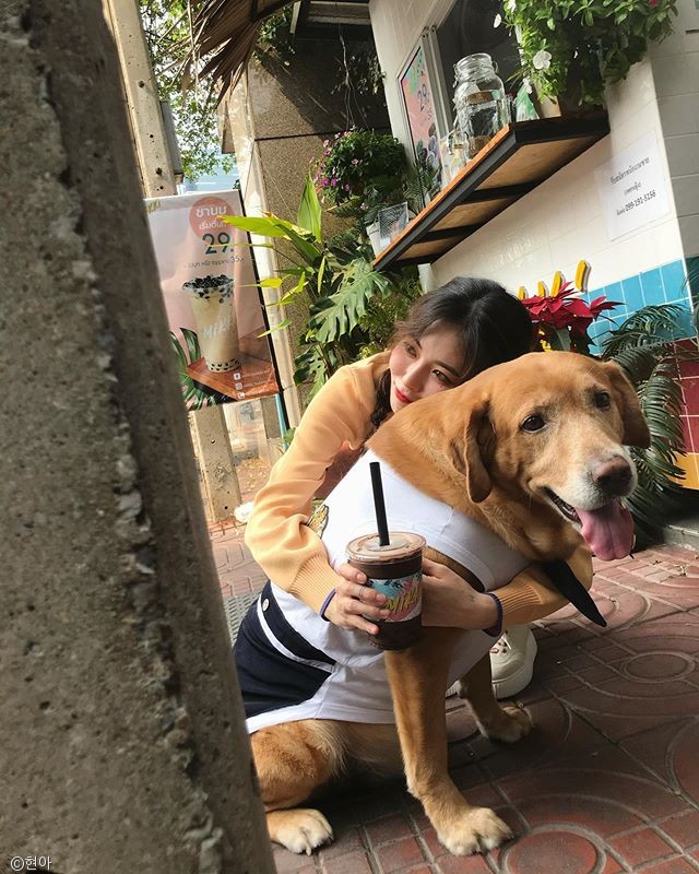 노트펫