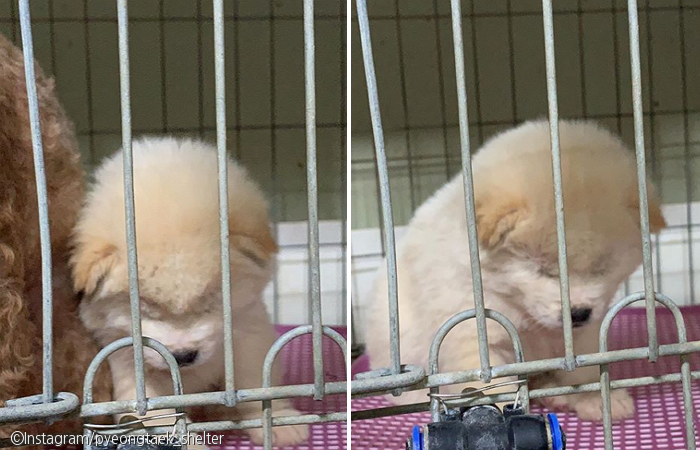 노트펫