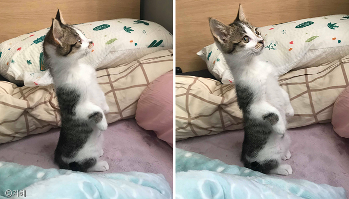 노트펫