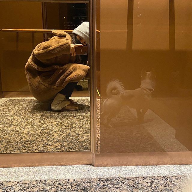 노트펫