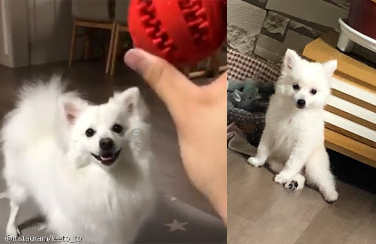 노트펫