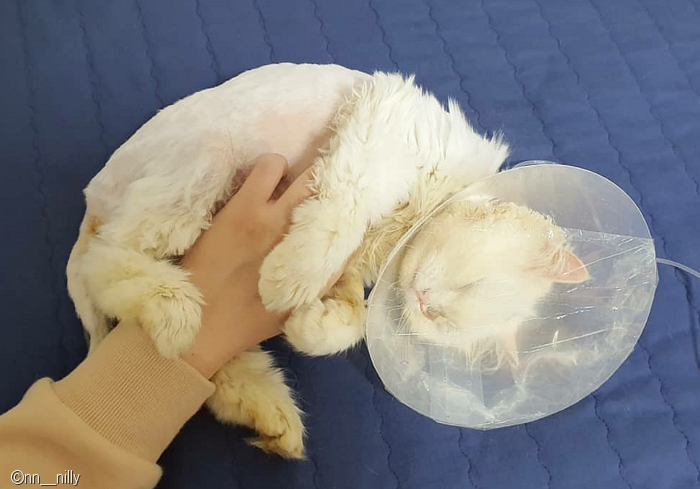 노트펫