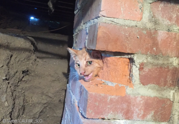 노트펫
