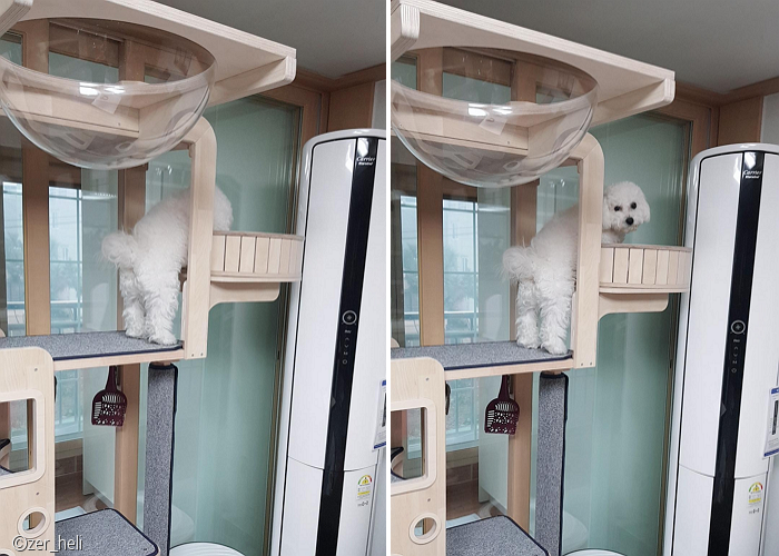 노트펫