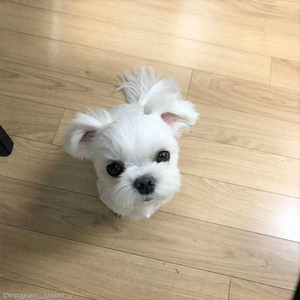 노트펫