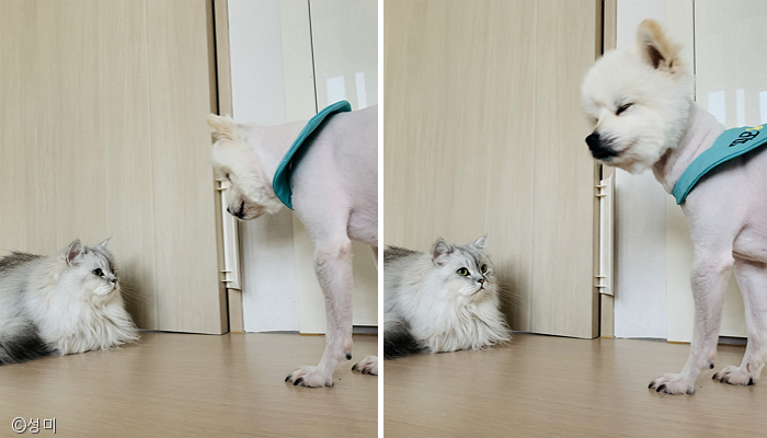 노트펫