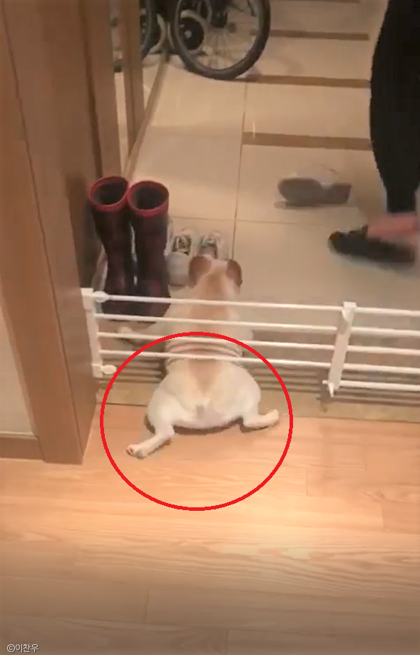 노트펫
