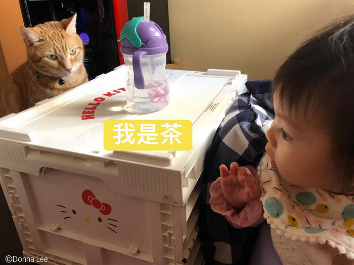 노트펫