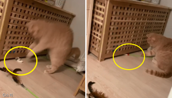 노트펫