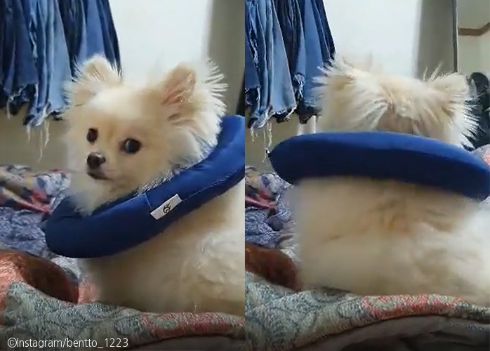 노트펫