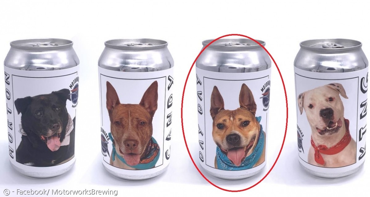 노트펫