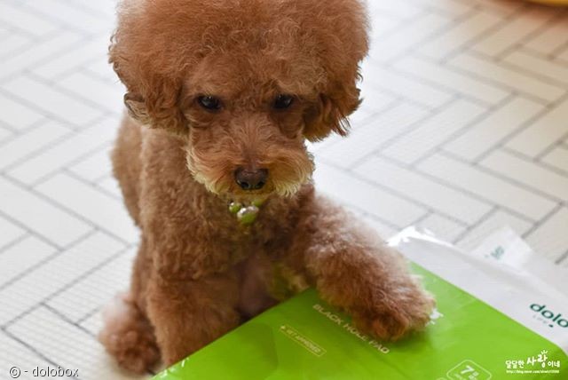 노트펫