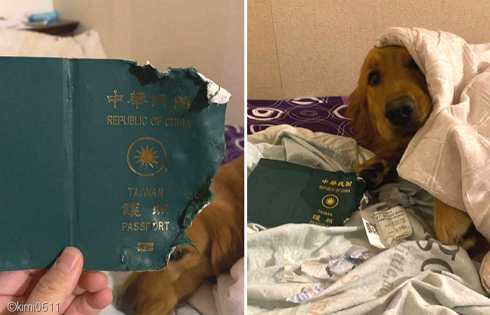 노트펫